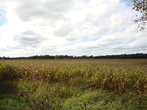 Property photo 2 - 71 Tillable Farmland Acres Offered in 1 Tract